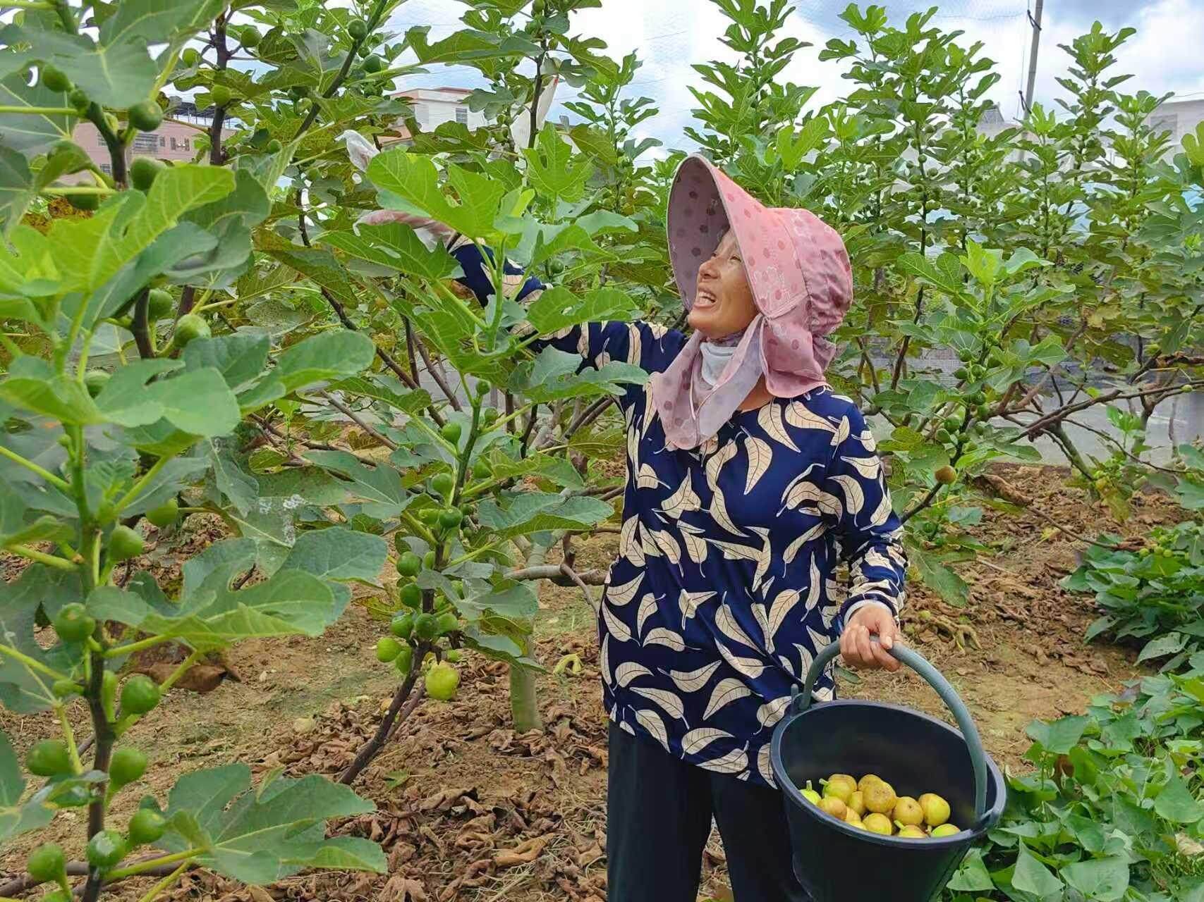 韶關(guān)樂昌 '甜蜜果'身價(jià)翻倍，果農(nóng)樂享產(chǎn)業(yè)鏈發(fā)展'紅利'