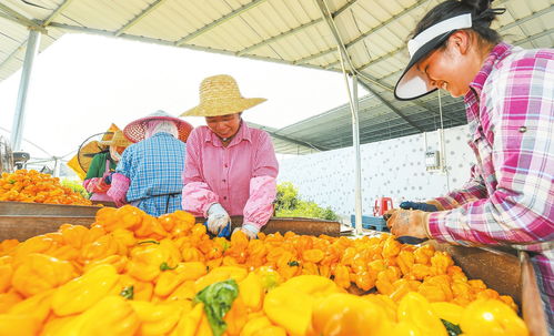 ?？谵r產品品牌 從初級農產品到多元品牌矩陣的華麗蛻變